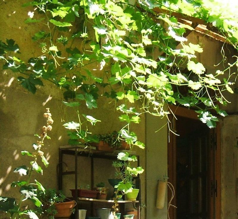 Hotel La Vigne Bleue Olonzac Esterno foto